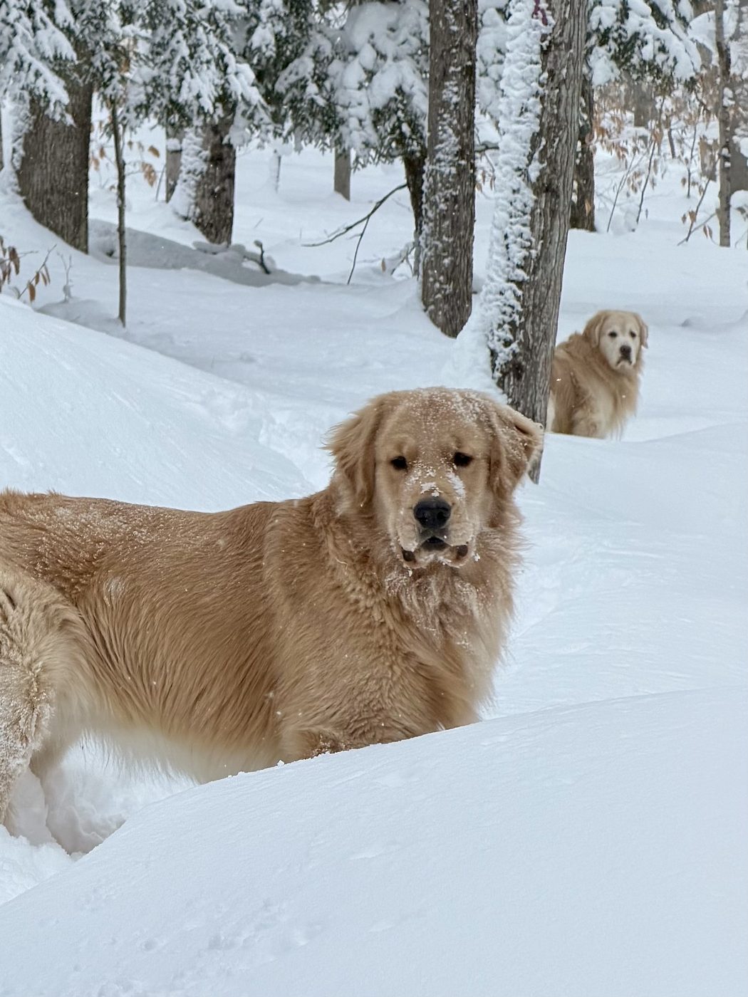 Dr. Kelley's Golden Retrievers in the Michigan snow